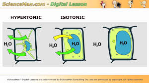 Check spelling or type a new query. Scienceman Digital Lesson Biology Cherry Osmosis Youtube