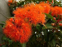 If you want to make a statement in your winter garden then this is the plant for you! Eucalyptus Tree Orange Australian Native Plants Australian Plants Australian Trees