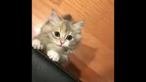 Discover the wonders of the likee. Kucing Lucu Kumpulan Video Video Kucing Cute Dan Menggemaskan Ep 01 Cat Kucing Youtube