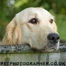 Maybe you would like to learn more about one of these? Golden Retriever Breeder In The Uk Golden Retriever Puppies For Sale Golden Retrievers Breed And Puppy Information Pictures And Inages Golden Retriever Rescue And Golden Retriever Goods For Sale Dark Golden Retrievers