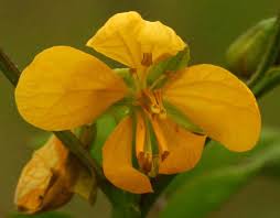 Image result for Senna occidentalis