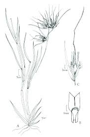 Image result for Themeda triandra