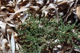 Image result for Cressa cretica