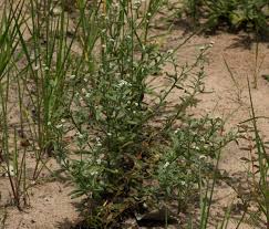 Image result for Euploca ovalifolia