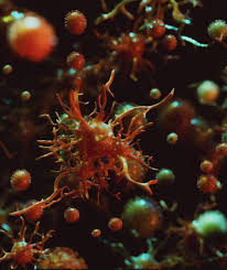 B117 virüsünün tespit edildiği ülkeler b117 virüsü hangi ülkeden yayıldı. Jwwh3 Kv6qelum