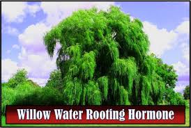 Large trees often have roots protruding out of the ground around the base of the trunk (such as the ones that can push up sidewalks next to the it is difficult to say how much of a tree's root system can be removed. Willow Water Rooting Hormone Does It Work Garden Myths