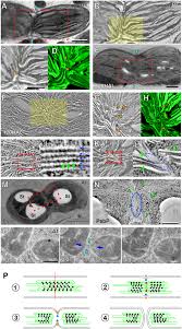 Maybe you would like to learn more about one of these? Electron Tomography Analysis Of Thylakoid Assembly And Fission In Chloroplasts Of A Single Cell C4 Plant Bienertia Sinuspersici Scientific Reports