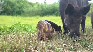 Les opinions, assertions et points de vue exprimés dans les commentaires sont le fait de leur auteur et ne peuvent en aucun cas être imputés à rt. Tchernobyl Le Sanglier Valaisan Radioactif Canal9