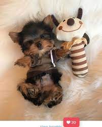 4 272 Likes 43 Comments Woof Woof Puppies Boutique Woofwoofpuppies On Instagram Teacup Male Yorkshire Terrier Puppies Yorkie Puppy Cute Baby Animals