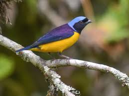 Image result for Cyanotis sp. aff. C. lapidosa