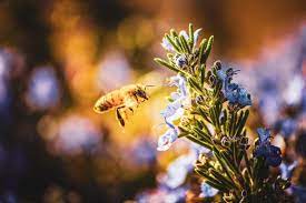 What bee could provide me with this trait ? 10 Plants Bees Love That Will Make Your Spring Summer Garden Dazzle