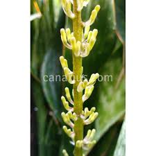 Image result for Sansevieria hyacinthoides