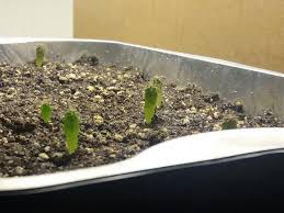 Just in a slightly bigger pot. Cactus Shoots Drooping And Turning Olive Gardening Landscaping Stack Exchange