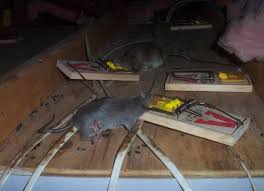 Rat Trapping In The Attic Brown Stains On Wires