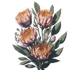 Image result for Protea welwitschii