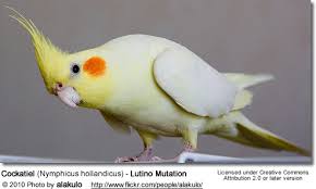 Yellow bird with red cheeks. Cockatiel Mutations Beauty Of Birds