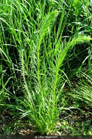 Image result for Pycnostachys reticulata