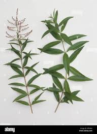 Image result for Aloysia citrodora