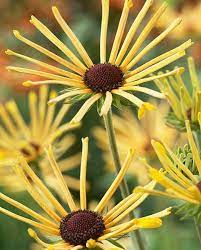 Native prairie plant with quilled yellow petals attracts pollinators. Rudbeckia Henry Eilers Hayloft