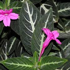 Image result for Ruellia makoyana