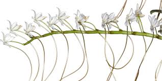 Image result for Aerangis ugandensis