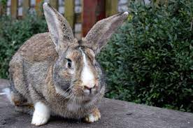 Females tend to be a little smaller at around 14 pounds on average. 10 Largest Rabbit Breeds In The World With Pictures Pet Keen