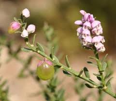 Image result for Muraltia