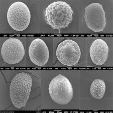 Image result for Ophioglossum gomezianum