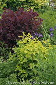 See more ideas about ninebark shrub, shrubs, plants. Pin On Garden Plants