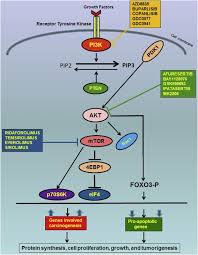 Image result for PIK3CA Inhibitor