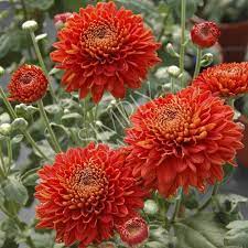 Chrysanthemum Red Wendy Flower Farm Chrysanthemum Flower Chrysanthemum