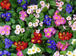 Maybe you would like to learn more about one of these? Pictures Of Flowers Of Different Colors
