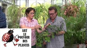 En hiver, supprimez au ras du sol les tiges qui ont produit et conservez les tiges de entretien des framboisiers. Conseils Jardinage Bouture De Framboisier Plante Vivace Youtube