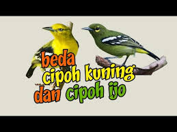 Warna bulunya berwarna hijau dan kuning dengan dua garis putih mencolok pada sayap. Kita Lepaskan Burung Cipoh Biar Beranak Pinak Di Tempat Ini Ternak Cipow Di Kandang Koloni Youtube