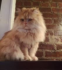 tomtom on instagram angel catstagram britishlonghair longhairdontcare cats pets mostbeautifulcat meowwww yumuk pamuk catsofi cats cat s pets