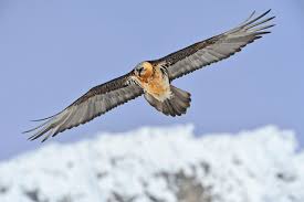 This website is for demonstration purposes only. Bearded Vulture In The Alps Photo Munsingen