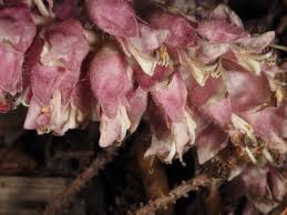 Image result for Micrargeriella aphylla