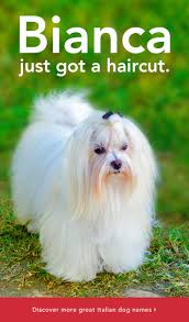For others, pet names are so ingrained into their lives that if their partner calls them by their real name, they however, the use of pet names declined over time. Cute Pet Names For Girlfriend In Italian Pet S Gallery