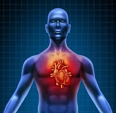 Human Torso With Red Heart Anatomy Human Torso With Red High Lighted Heart Anat Sponsored Red Torso Lighted High A In 2020 Human Male Heart Anatomy Torso