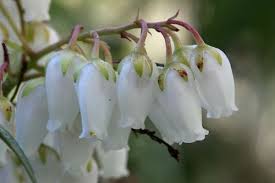 Pieris, andromeda, japanese pieris, lily of the valley shrub. Garden Plant Of The Moment Pieris Japonica Frosts Garden Centres