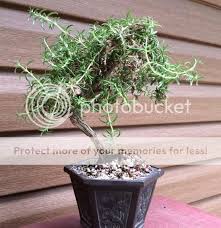 Image result for rosemary bonsai