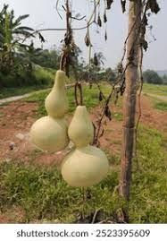 Image result for Lagenaria