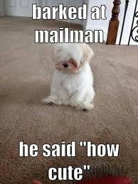 That doggy in the pet store window is more. Mybet Page 7 Funny World