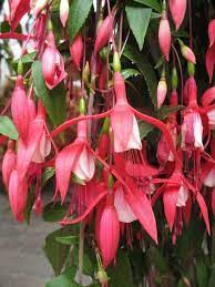If Your Location Is Shadier A Shade Tolerant Flower To Consider Is Fuchsia Because Of Its Hummingbird Plants Flowers That Attract Hummingbirds Pretty Flowers
