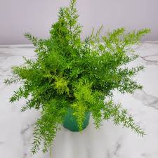 Image result for A. densiflorus Sprengeri