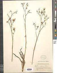 Image result for Lactuca inermis