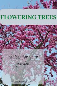 Maybe you would like to learn more about one of these? Some Flowering Tree Choices Flowering Trees Trees To Plant Small Garden Design