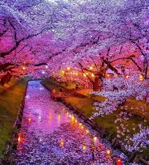 Guides of cherry blossoms viewing in japan in 2020. Amazing Places To See Cherry Blossoms In Japan Travel Notes And Guides Trip Com Travel Guides