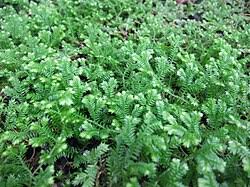 Image result for Selaginella afrorum