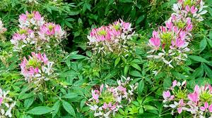 Image result for Cleome houtteana